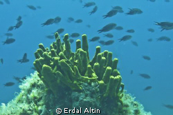 tube sponge and damselfish by Erdal Altın 